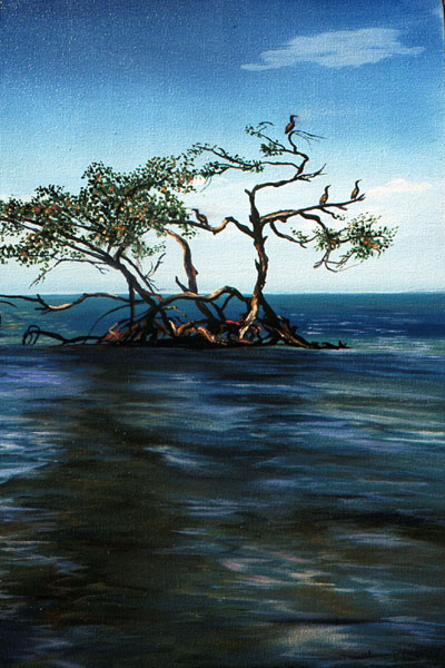 mangroves and cormorants 2.jpg (84100 bytes)
